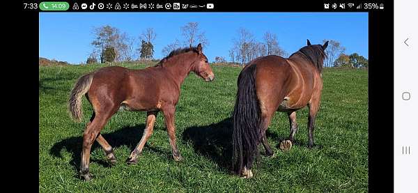 georgian-warmblood-horse