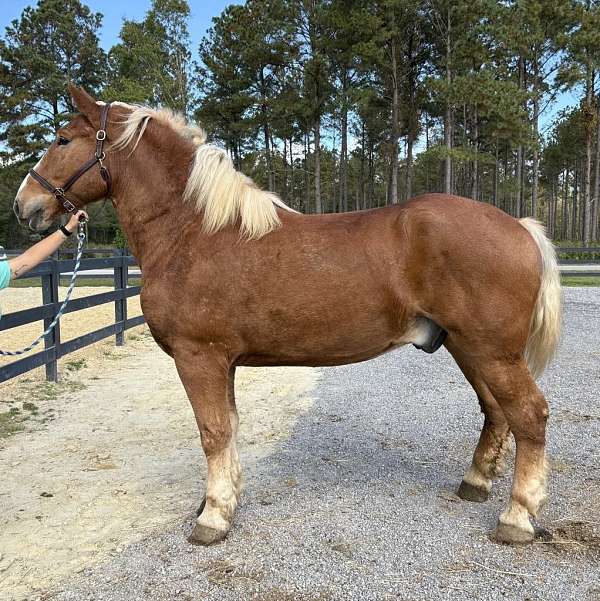 sorrel-belgian-gelding