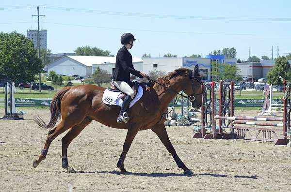 chestnut-blaze-horse