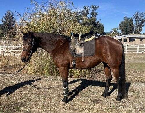 performance-rescue-friesian-quarter-horse