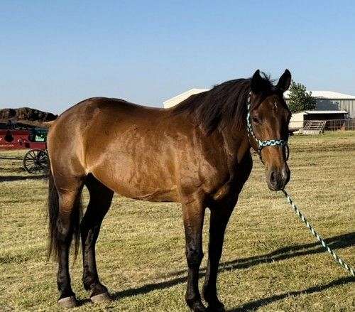 all-around-draft-horse