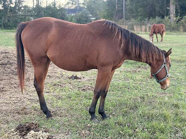 sorrel-hanoverian-filly