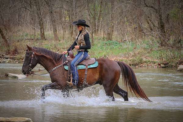 brown-we-horse