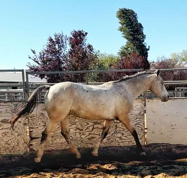 hypp-nn-appaloosa-pony