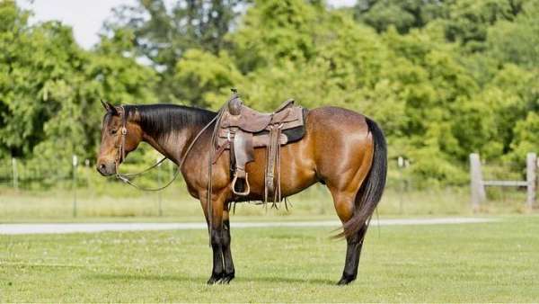 all-around-quarter-horse