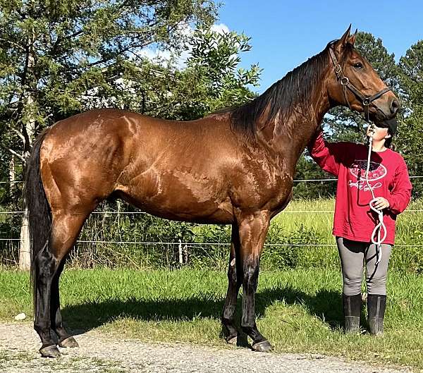 all-around-started-under-saddle-thoroughbred-horse