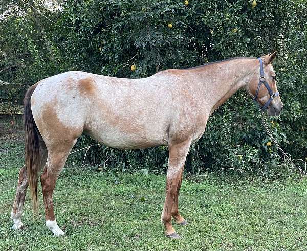 trail-akhal-teke-appaloosa-horse