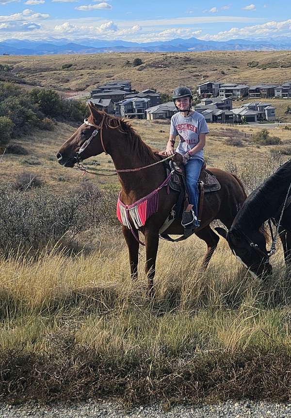 barrel-horse-quarter