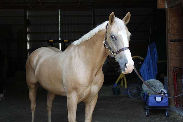 quarter-horse-gelding