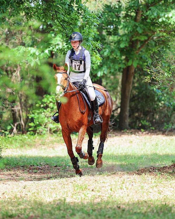 beginner-novice-horse