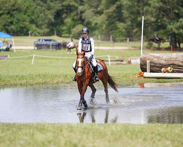 beginner-safe-horse