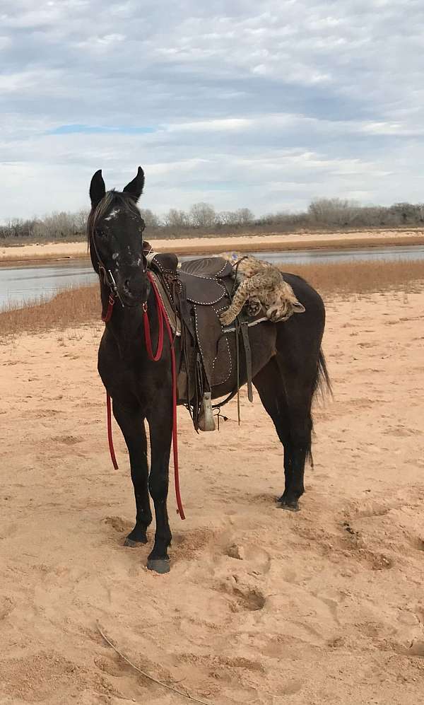 smokey-black-hunter-under-saddle-horse