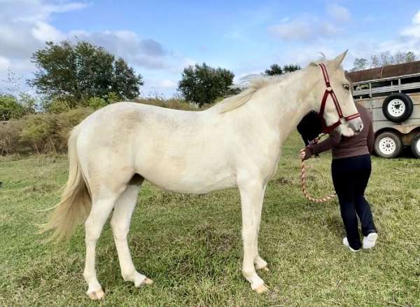 tobiano-pony