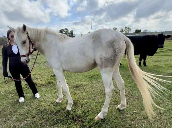 palomino-tobiano-pony