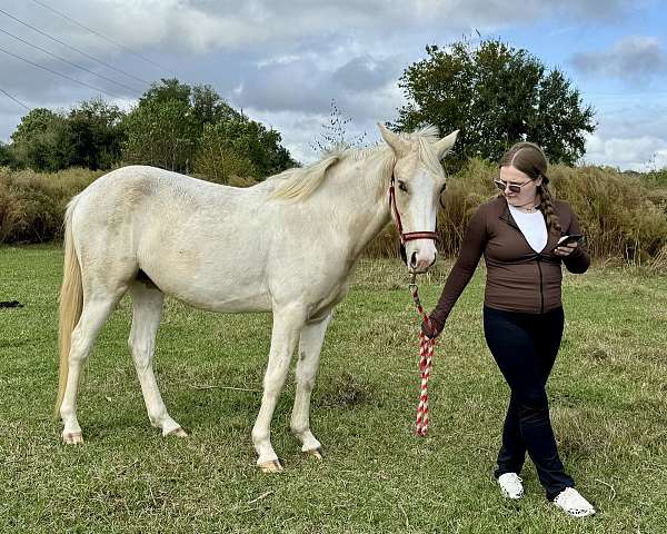 all-around-paint-pony