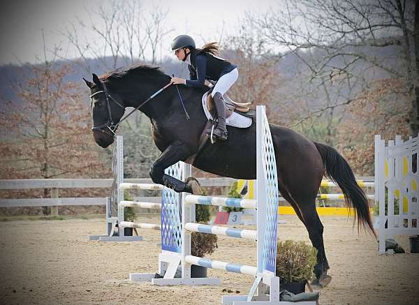 all-around-warmblood-horse