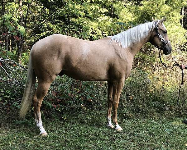 english-pleasure-quarter-horse