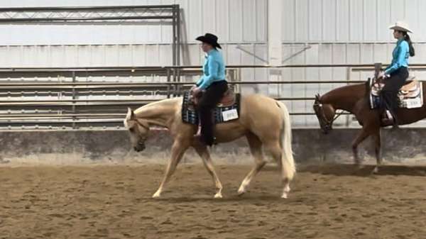 show-experience-quarter-horse