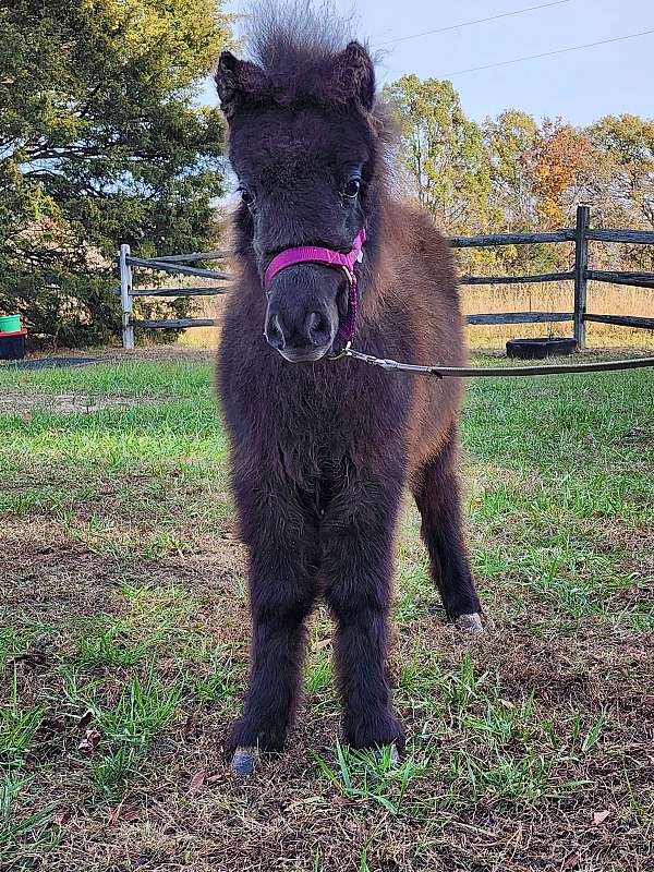 amha-filly-weanling