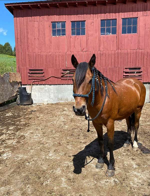 quarter-horse-gelding