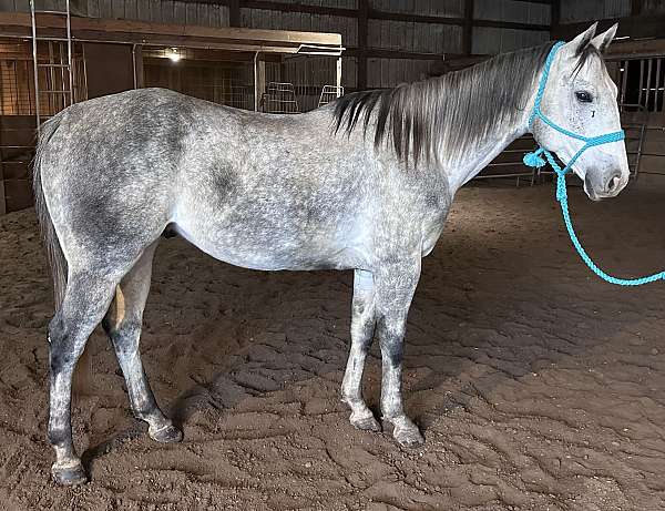 cowboy-mounted-shooting-quarter-horse