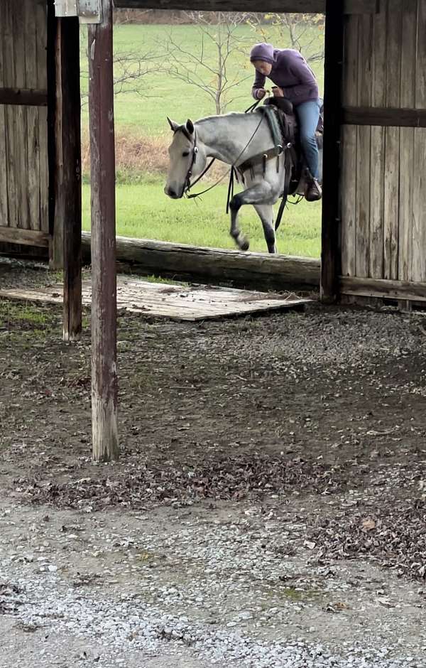 dressage-quarter-horse