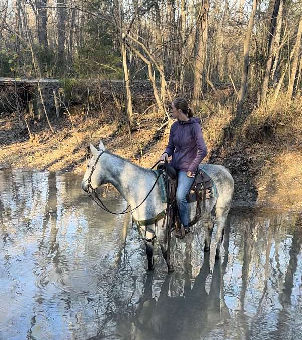 heel-quarter-horse