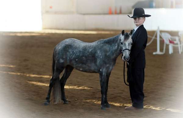 dapple-shetland-pony