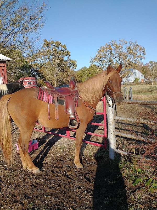 tennessee-walking-filly