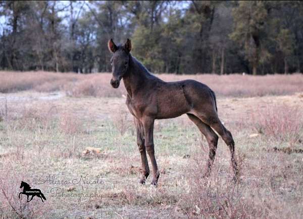 cross-filly-foal