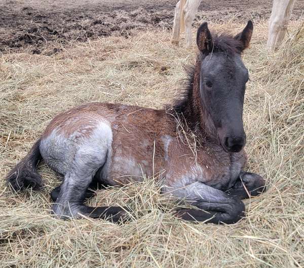 cross-filly-foal