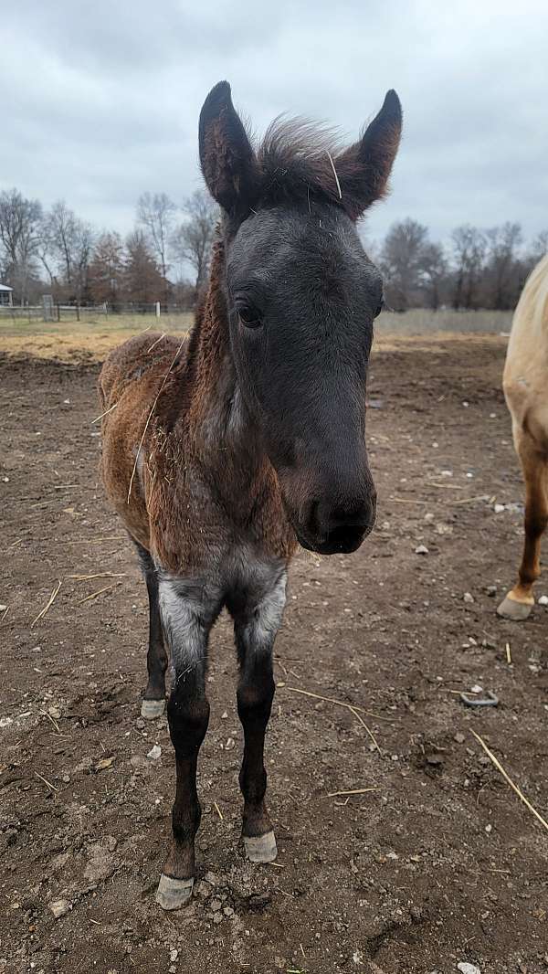 blue-roan-twh-filly