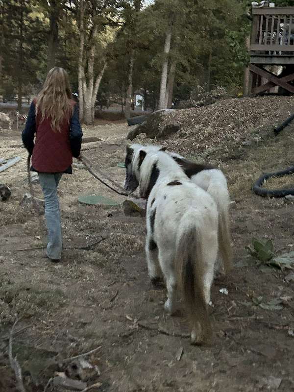 shetland-pony-gelding