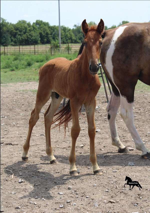 blue-star-tennessee-walking-horse