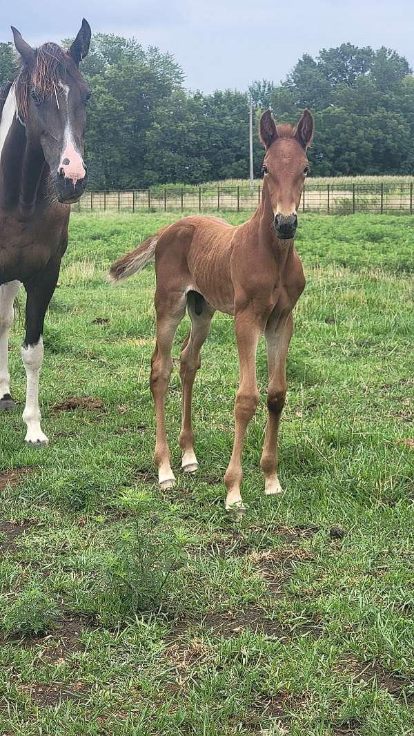 butt-tennessee-walking-horse