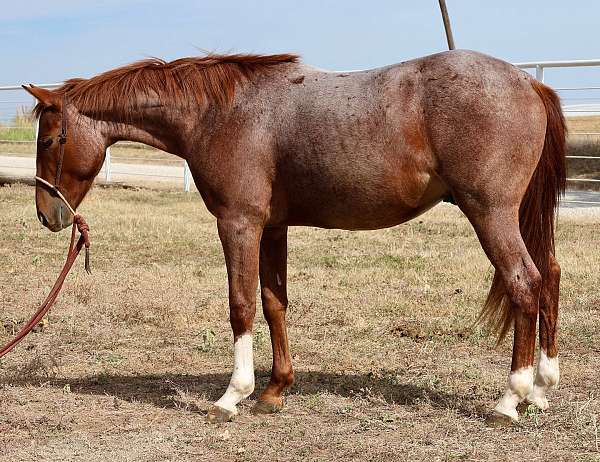 topwind-ranch-gelding