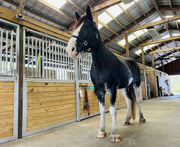 mounted-patrol-trained-shire-horse