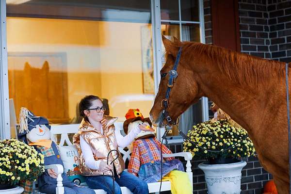 trail-quarter-horse