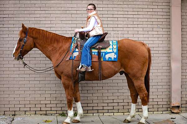 husband-safe-quarter-horse