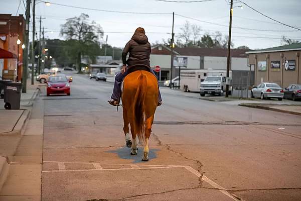 kid-safe-quarter-horse