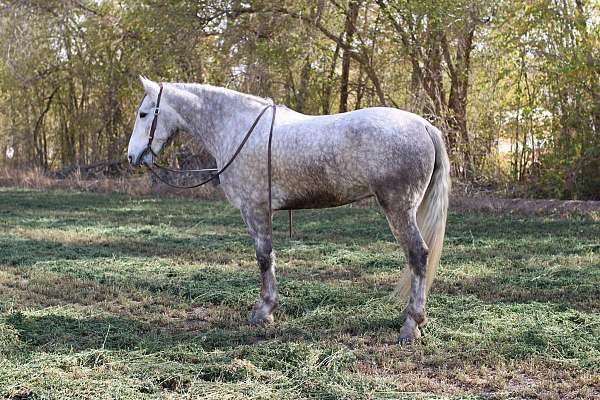 ranch-work-quarter-horse