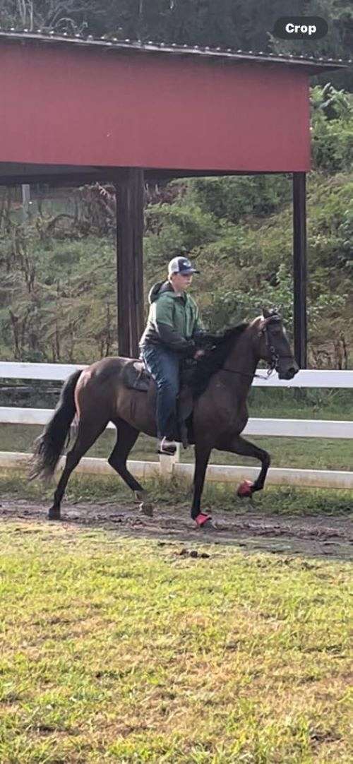 gaited-tennessee-walking-horse