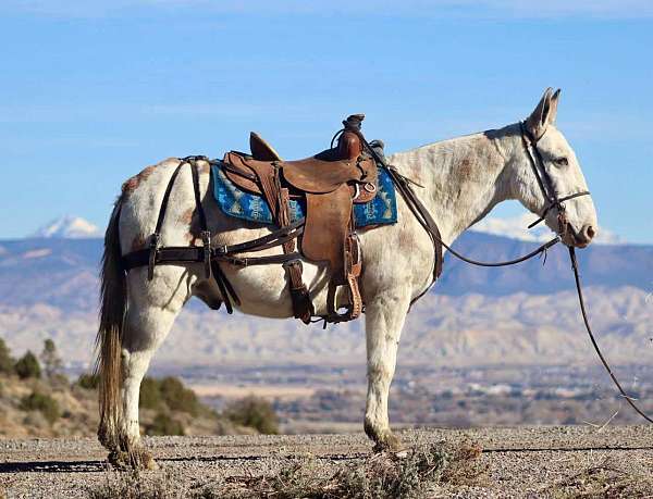 tobiano-4-stockings-horse