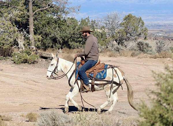 trail-quarter-horse