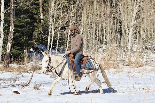 athletic-quarter-horse