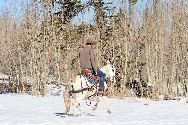 beginner-quarter-horse