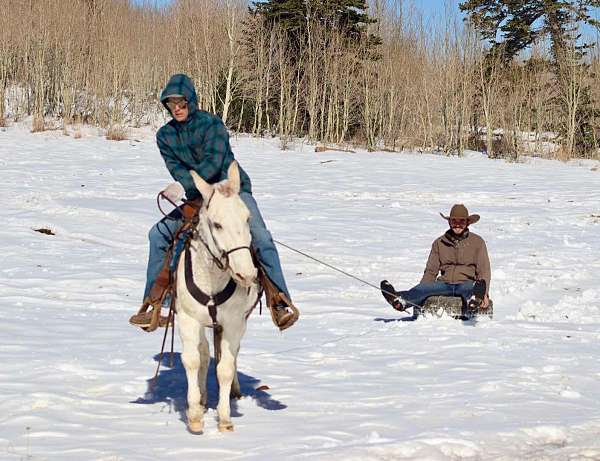 husband-safe-quarter-horse