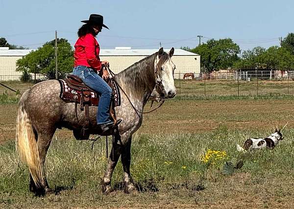 beginner-safe-quarter-horse