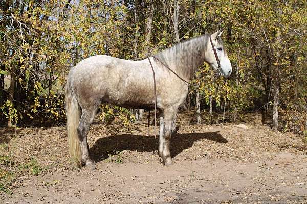 family-horse-quarter