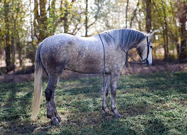 mule-quarter-horse